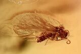 Detailed Fossil Dustywing and Predatory Snipe Fly In Baltic Amber #315579-1